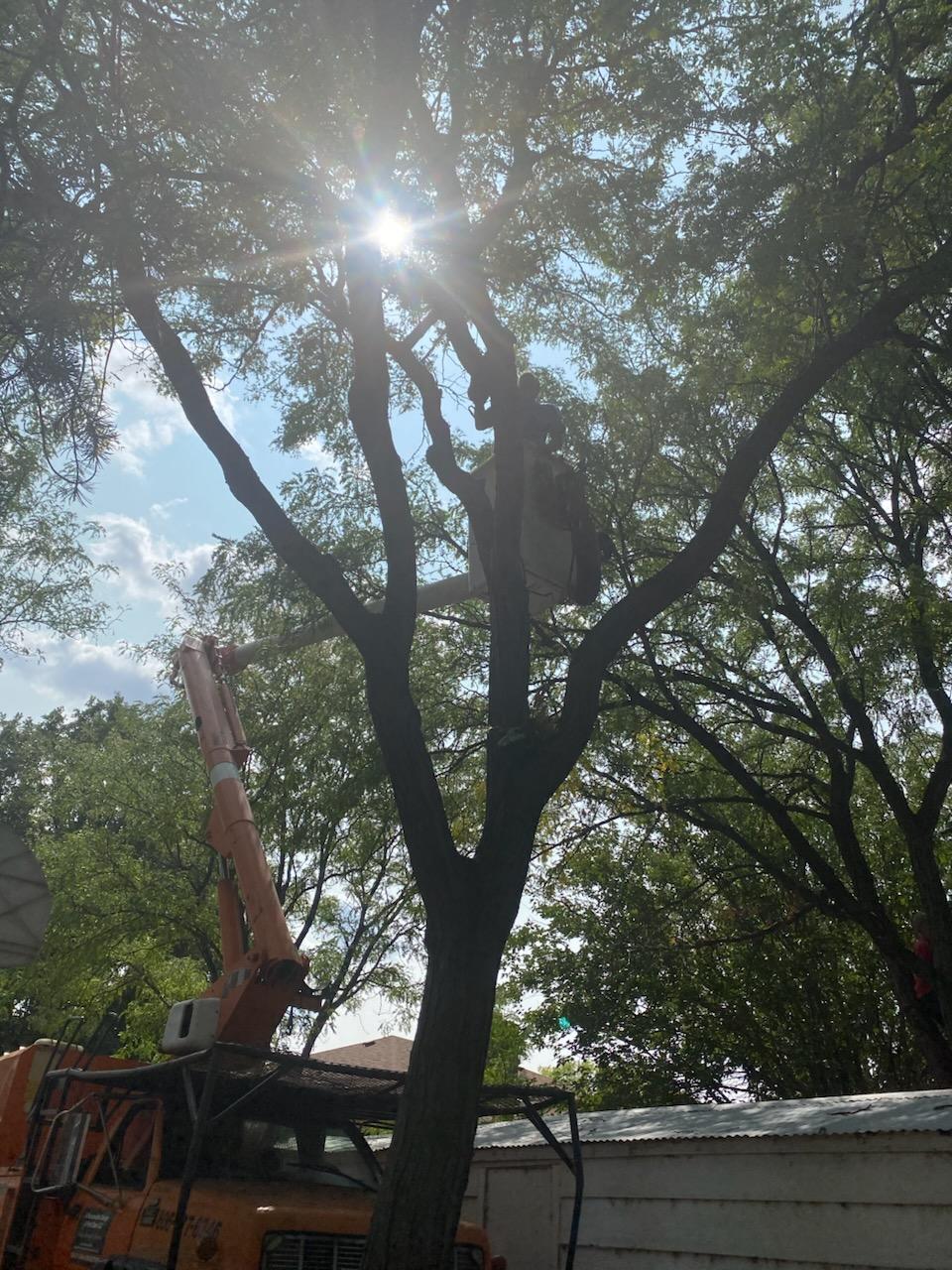 Tree trimming high up in a large tree