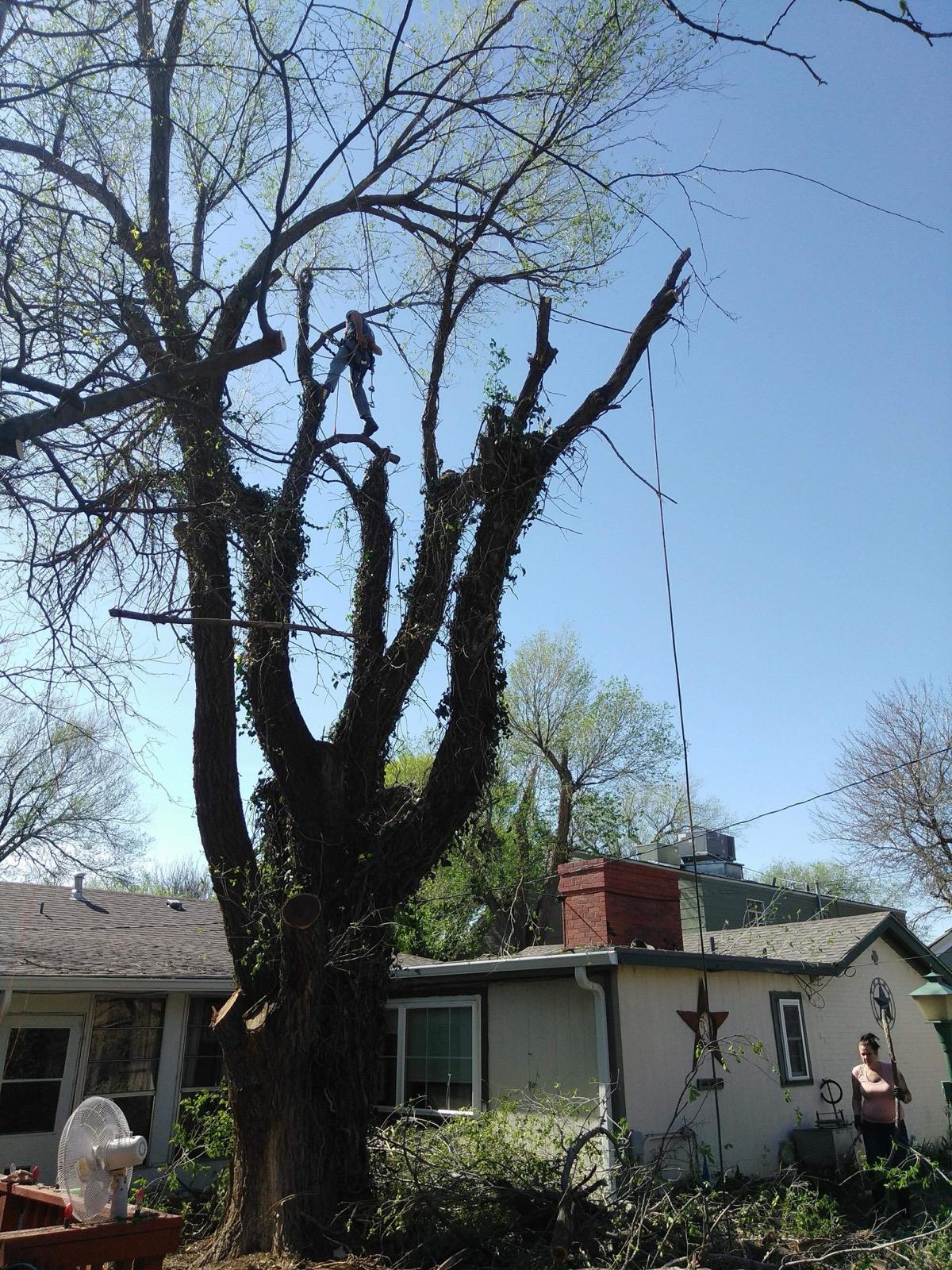 Worker high in a tree performing trimming
