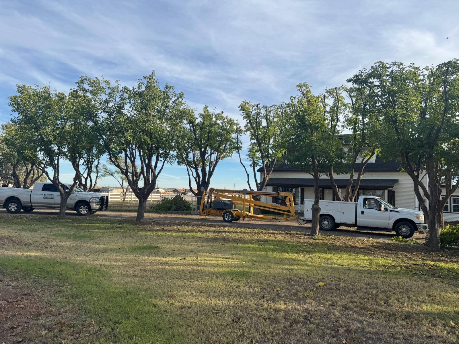 Tree service equipment and trucks on site