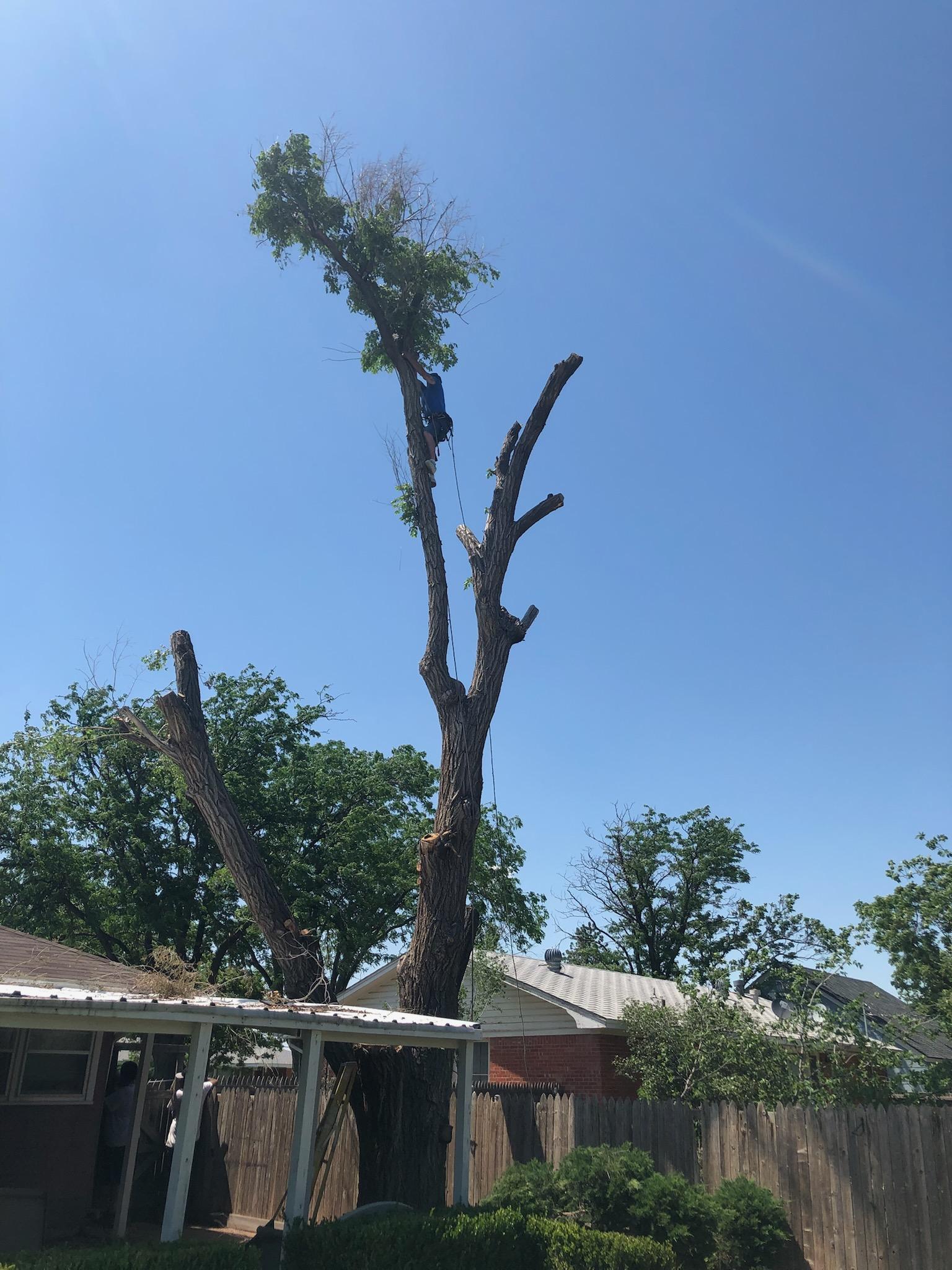 Worker high in a tree performing removal