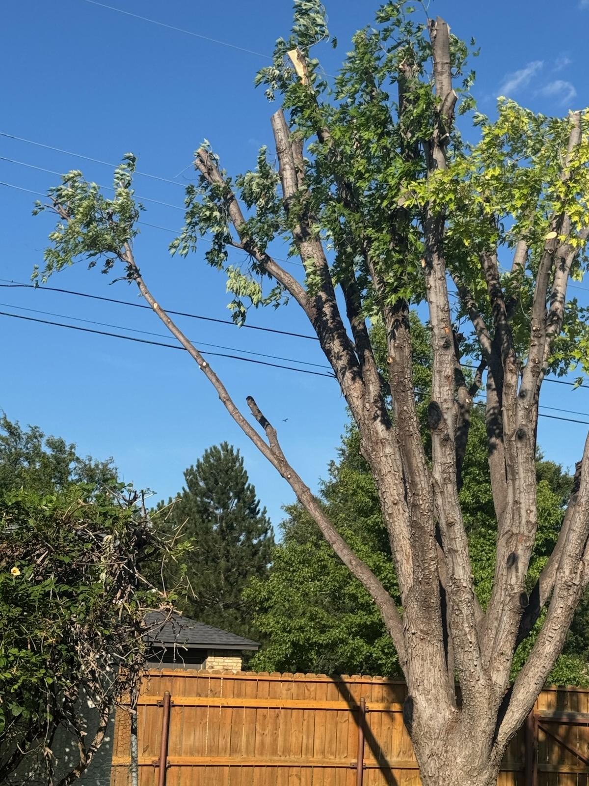 Large tree after professional trimming